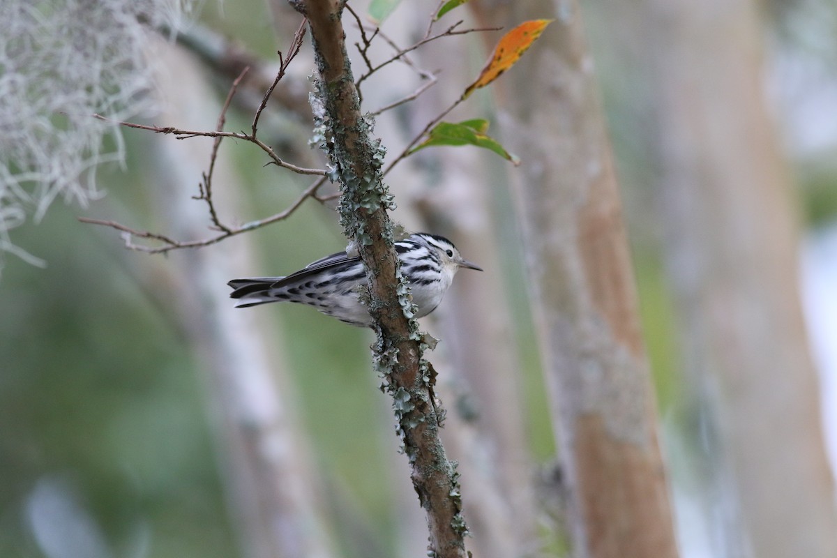 Black-and-white Warbler - ML618608084