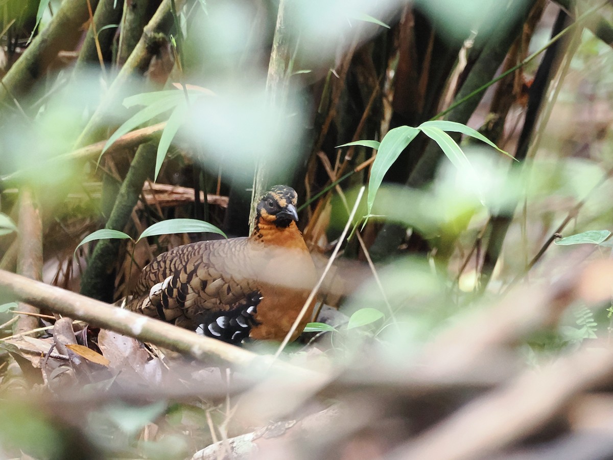Red-breasted Partridge - ML618608103
