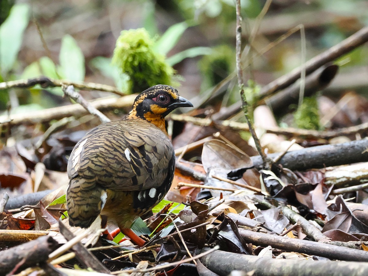 Red-breasted Partridge - ML618608105