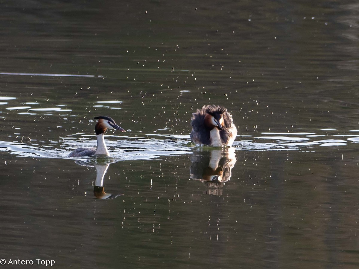 Great Crested Grebe - ML618608122