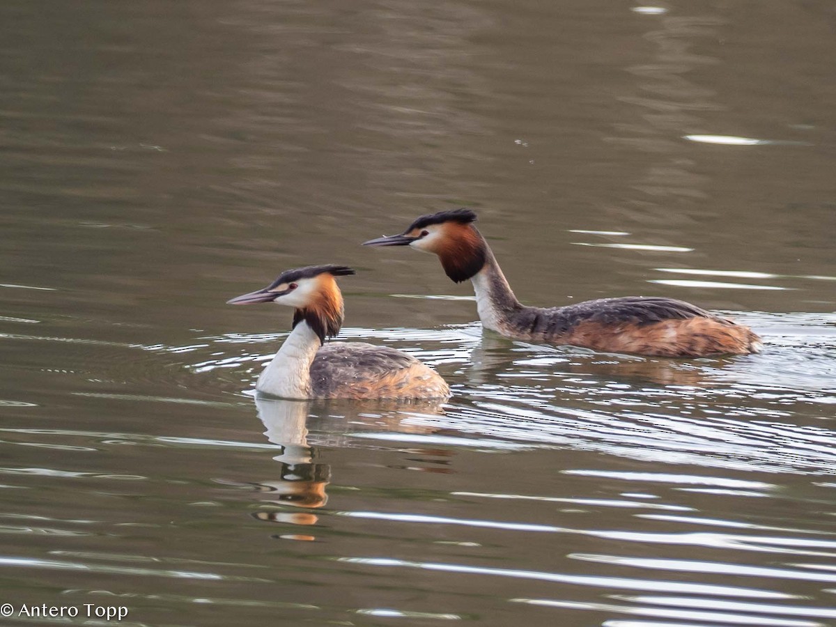Great Crested Grebe - ML618608123