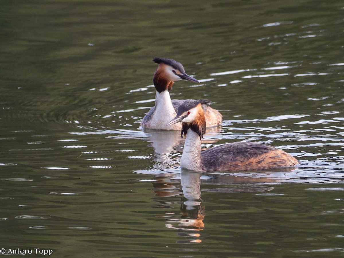Great Crested Grebe - ML618608124