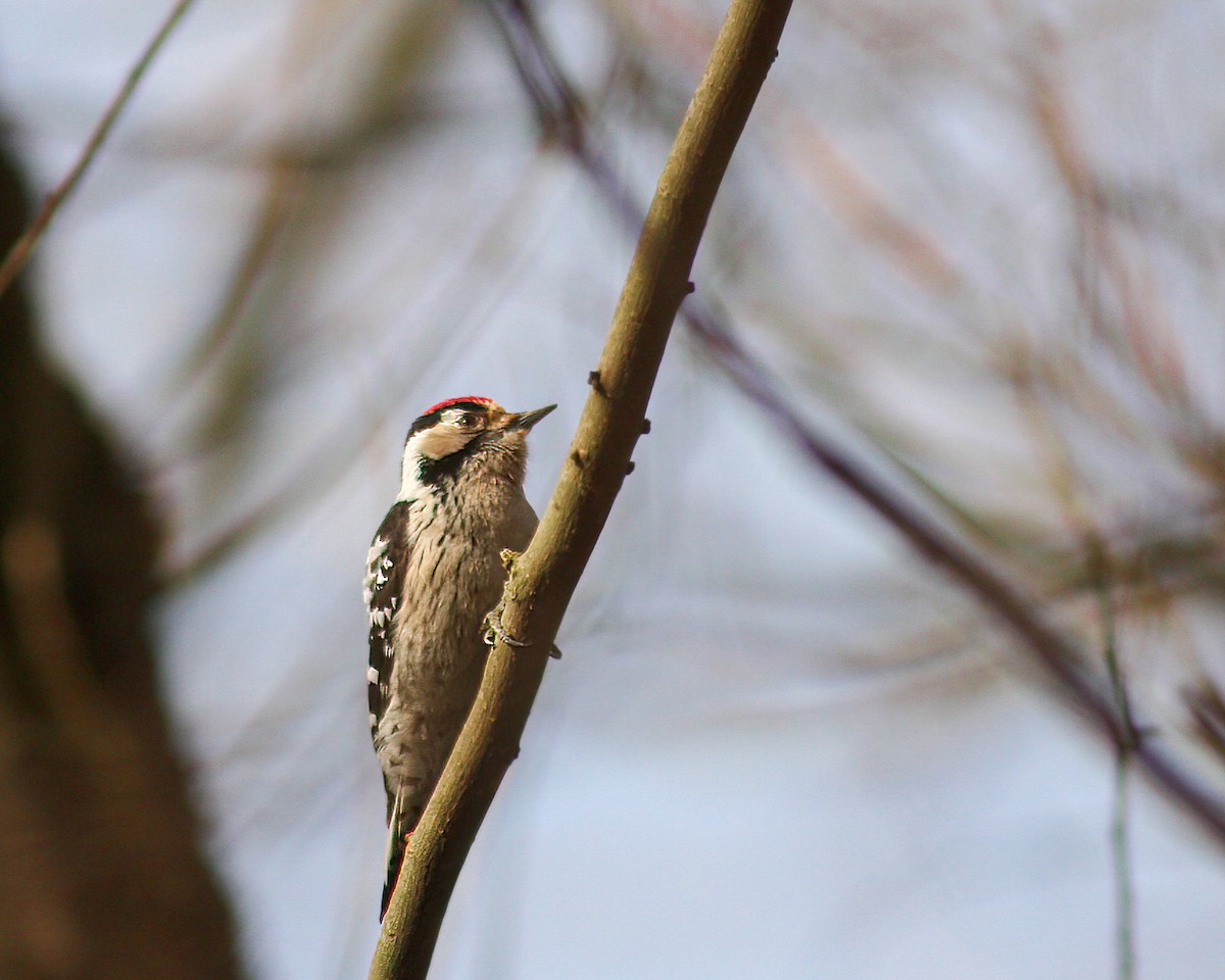 Lesser Spotted Woodpecker - ML618608179
