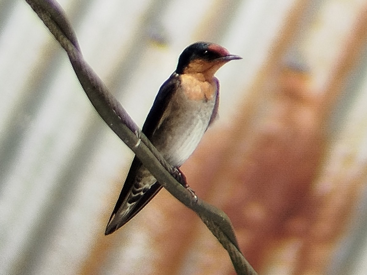 Pacific Swallow - ML618608189