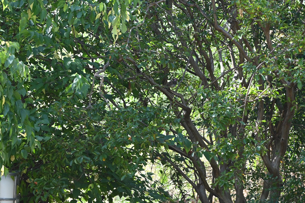 Spotted Bowerbird - ML618608276