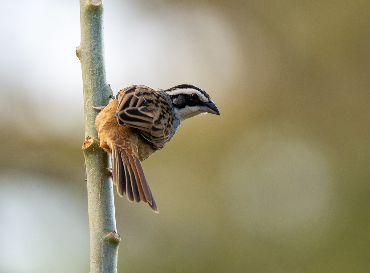 Stripe-headed Sparrow - ML618608360