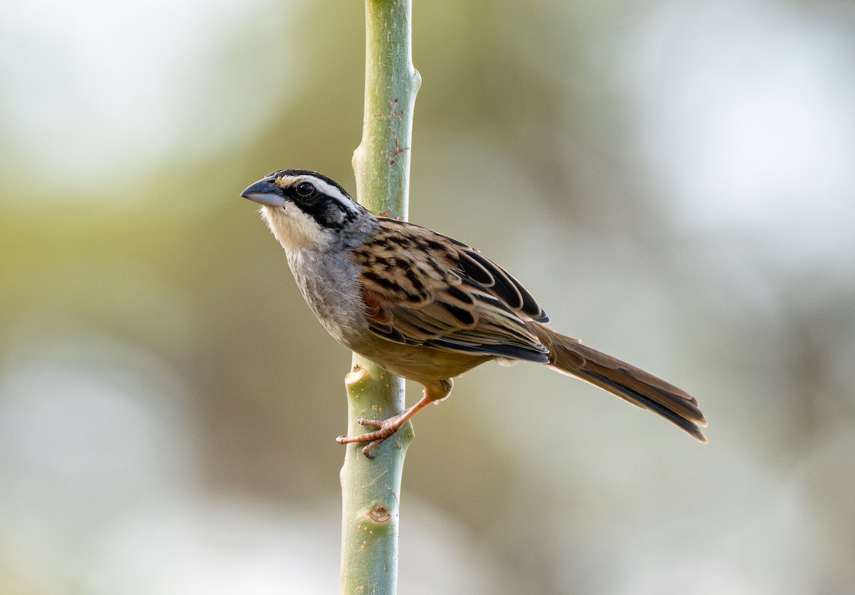 Stripe-headed Sparrow - ML618608361