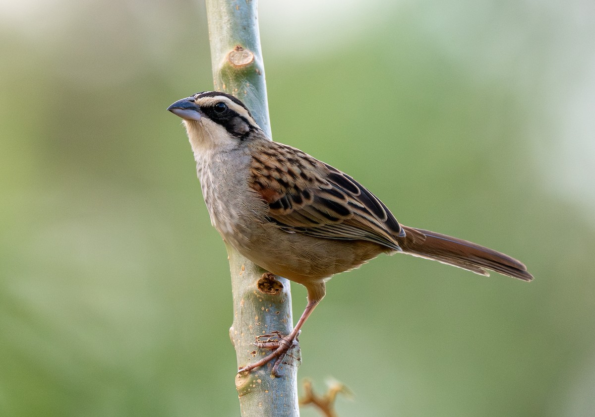 Stripe-headed Sparrow - Forest Botial-Jarvis