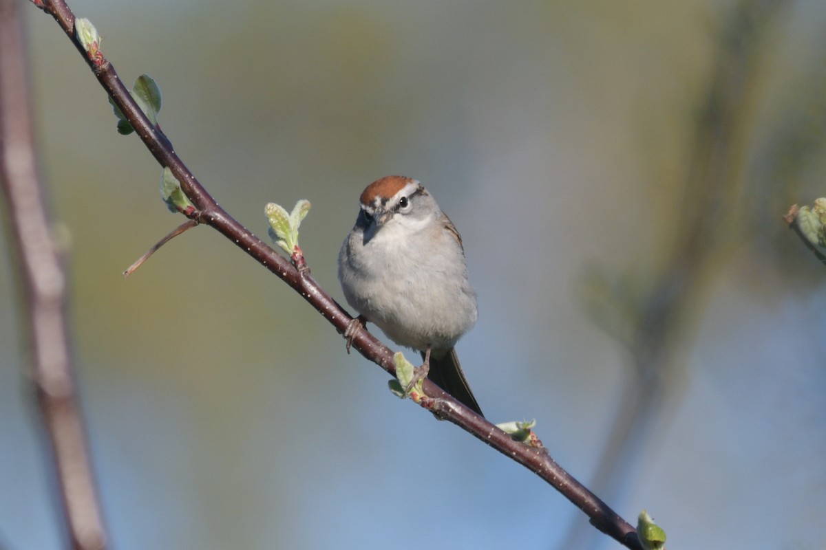 Chipping Sparrow - Alan and Debbie Dickinson
