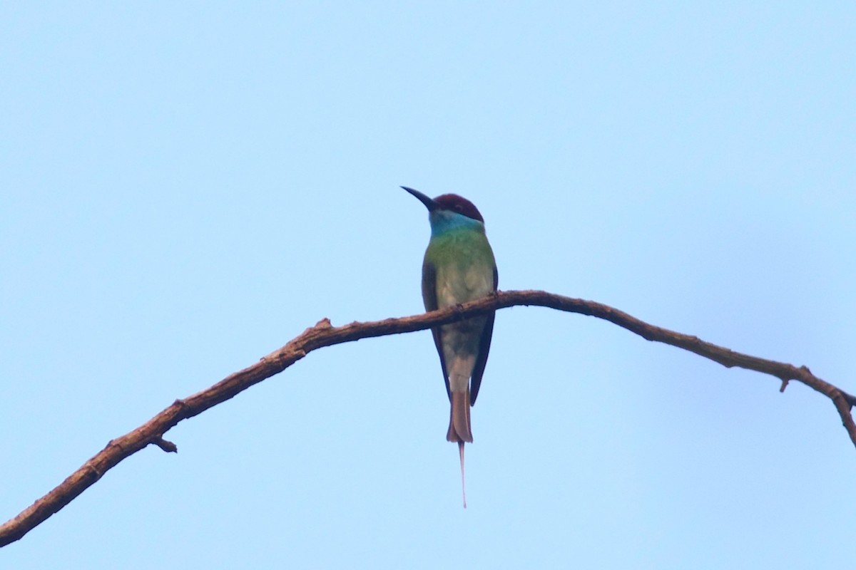 Blue-throated Bee-eater - ML618608425