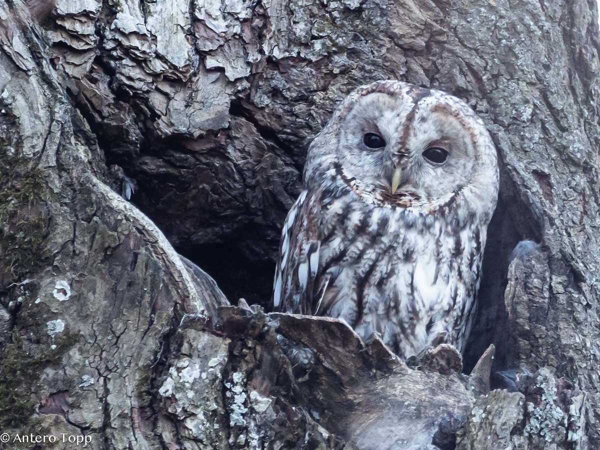 Tawny Owl - ML618608457