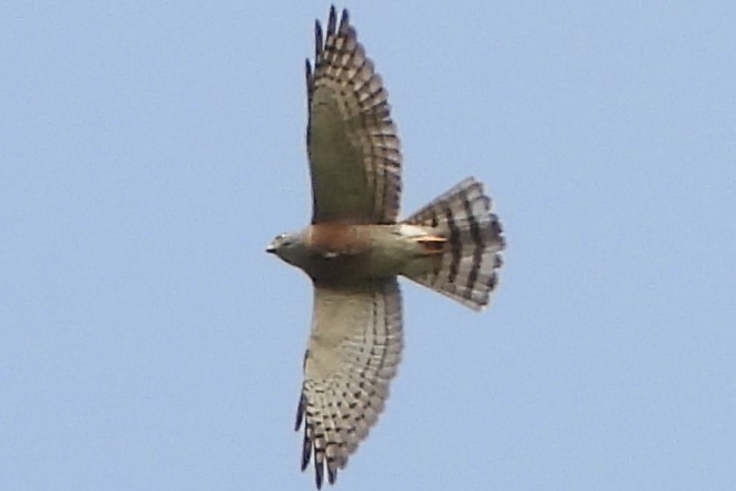 Chinese Sparrowhawk - ML618608473