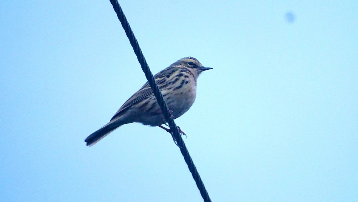 Rosy Pipit - ML618608558