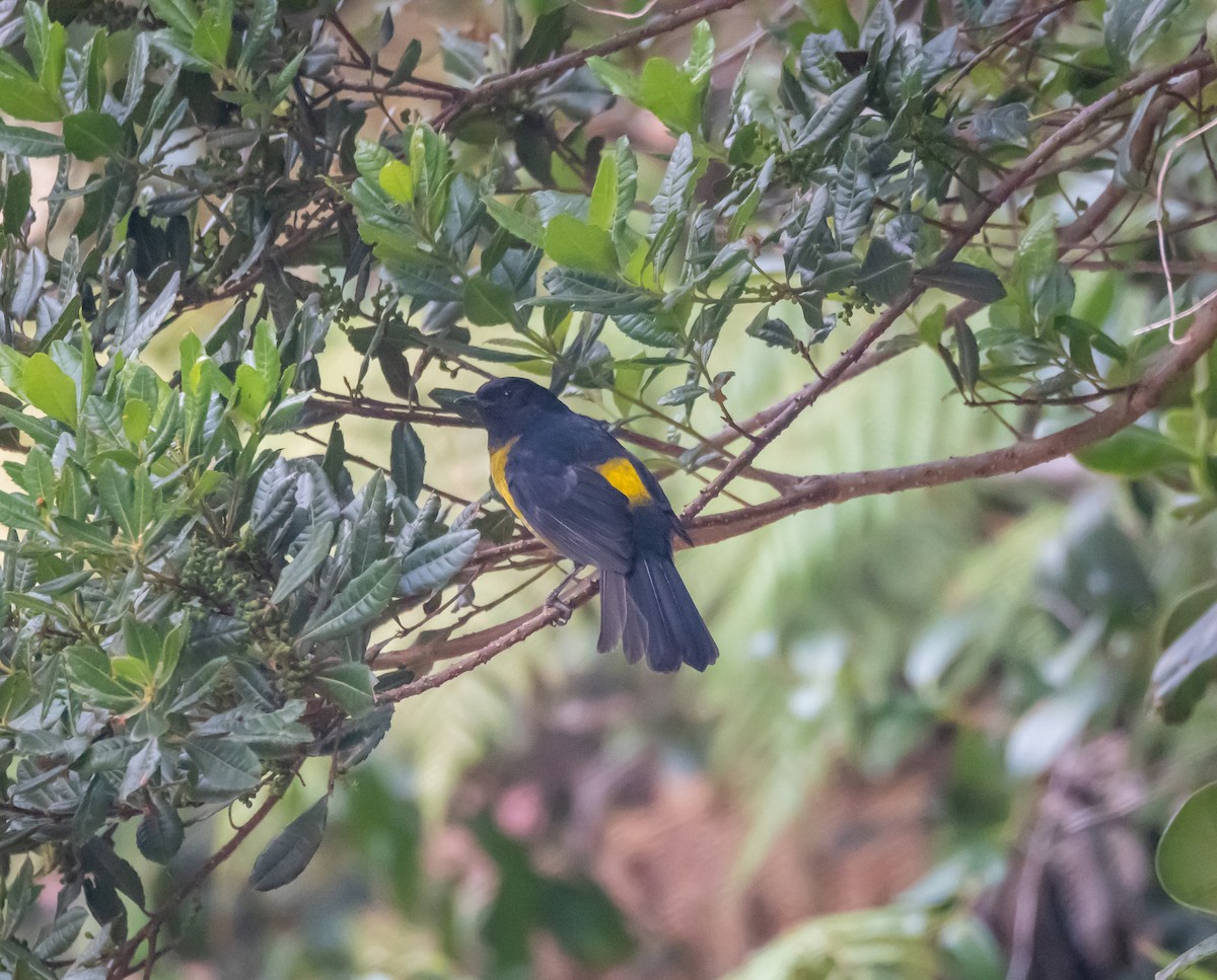 Black-and-yellow Silky-flycatcher - ML618608583