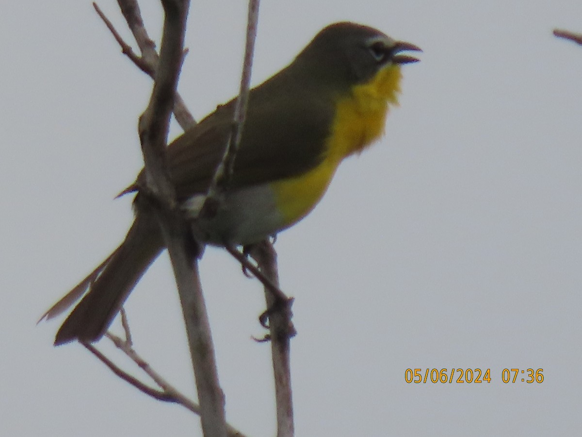 Yellow-breasted Chat - ML618608585