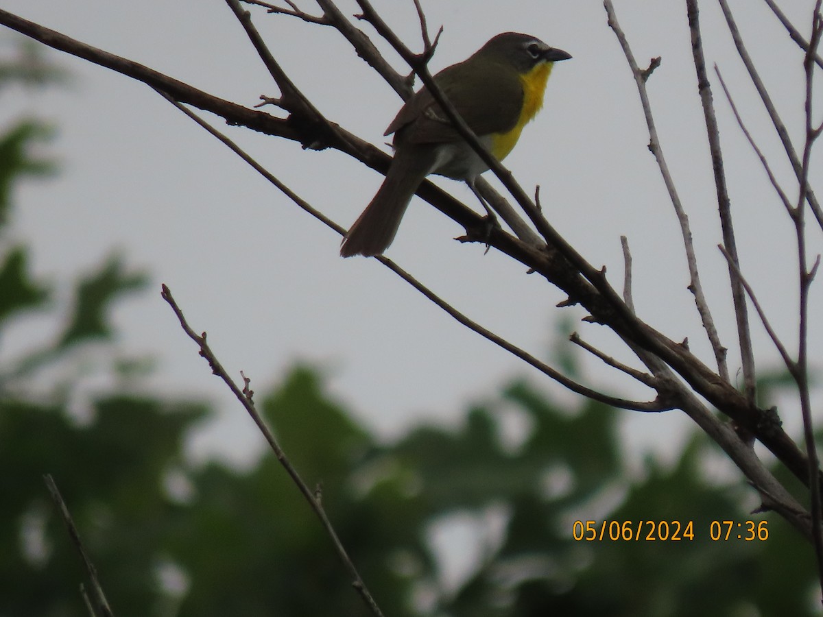 Yellow-breasted Chat - ML618608586