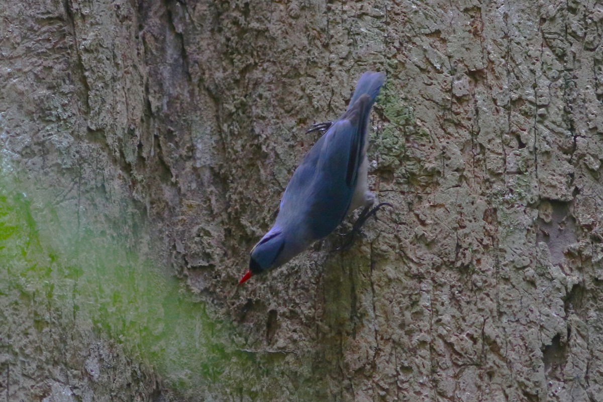 Velvet-fronted Nuthatch - ML618608613