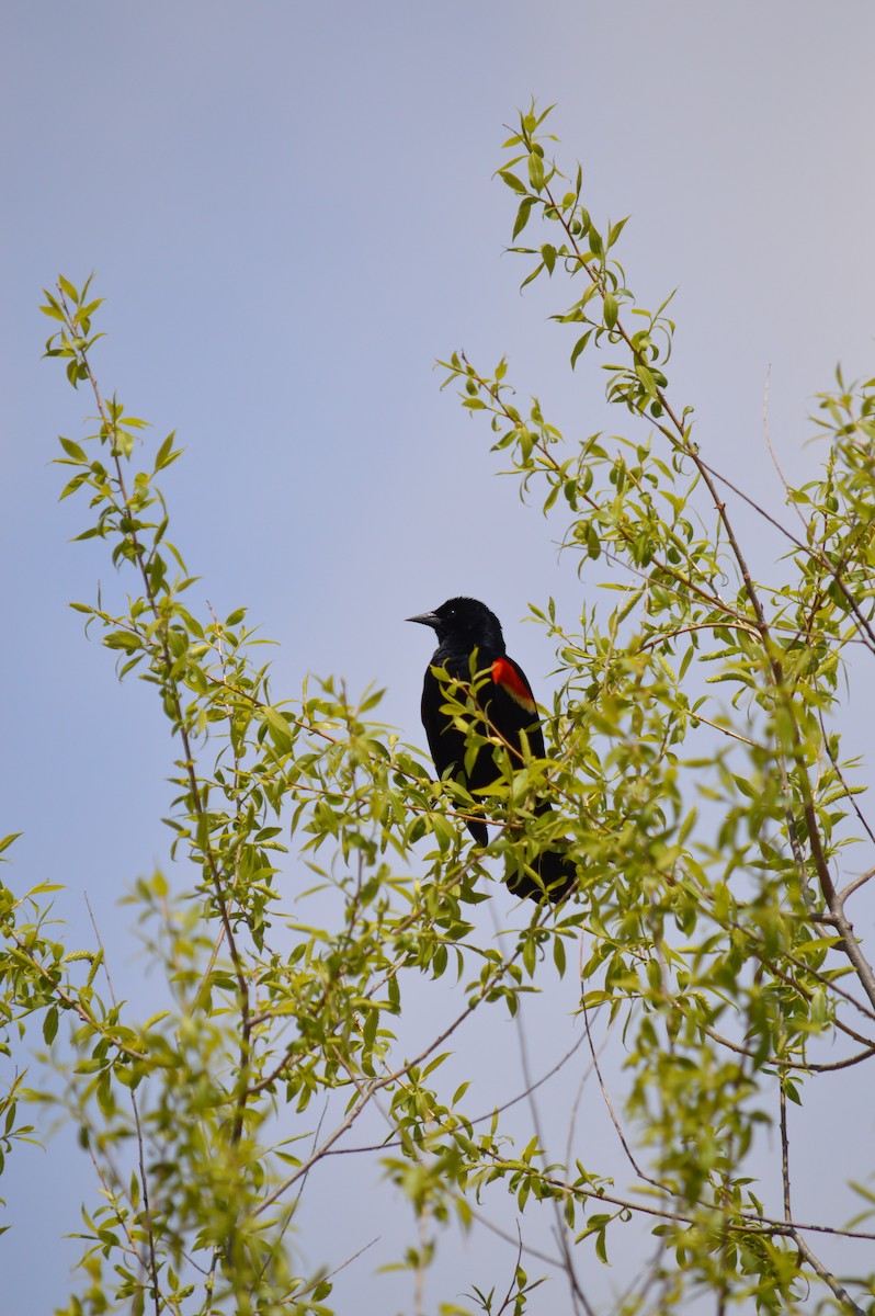 Red-winged Blackbird - ML618608633