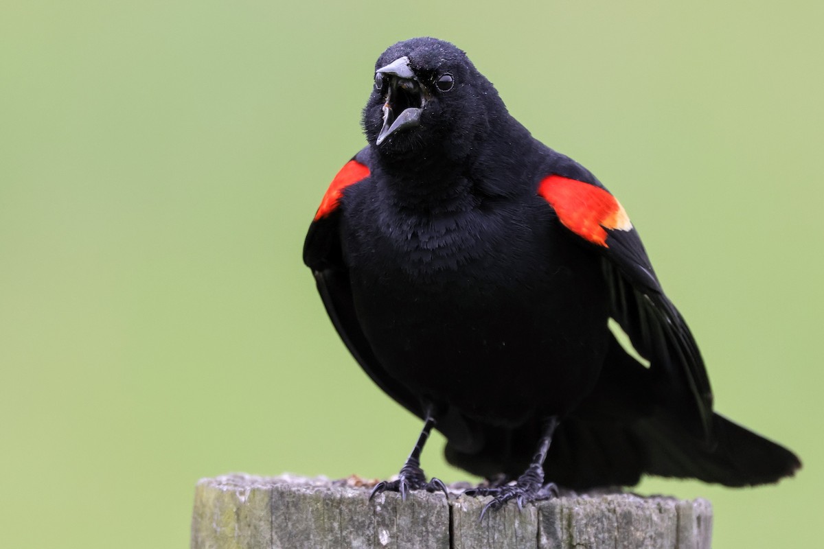 Red-winged Blackbird - ML618608653