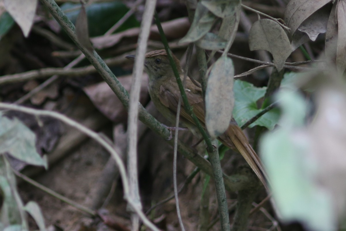 Оливник бірманський (підвид cinnamomeoventris) - ML618608665