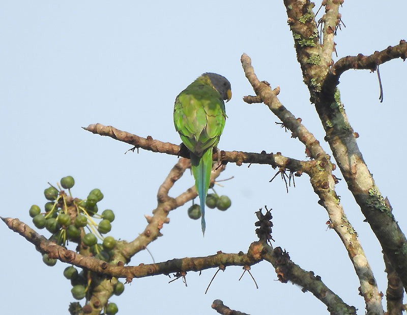 Plum-headed Parakeet - Supriya Kulkarni