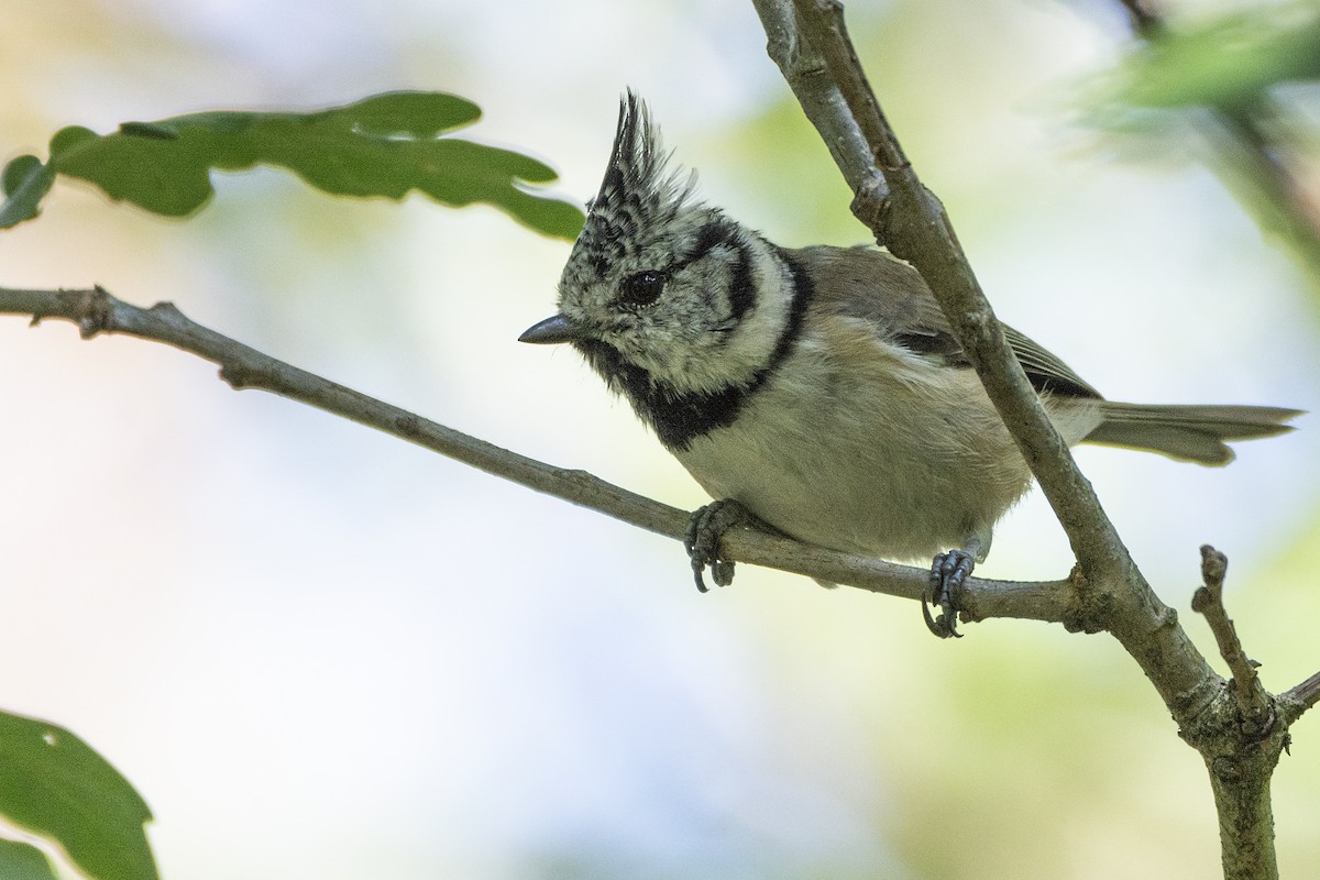Crested Tit - ML618608686