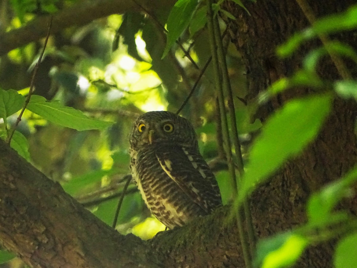 Asian Barred Owlet - ML618608730