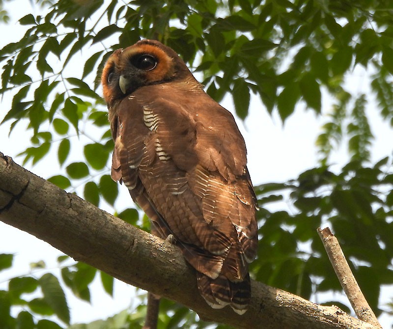 Brown Wood-Owl - Supriya Kulkarni