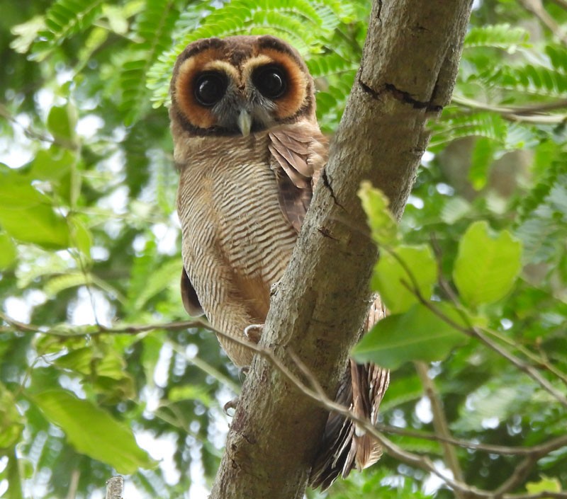 Brown Wood-Owl - ML618608815