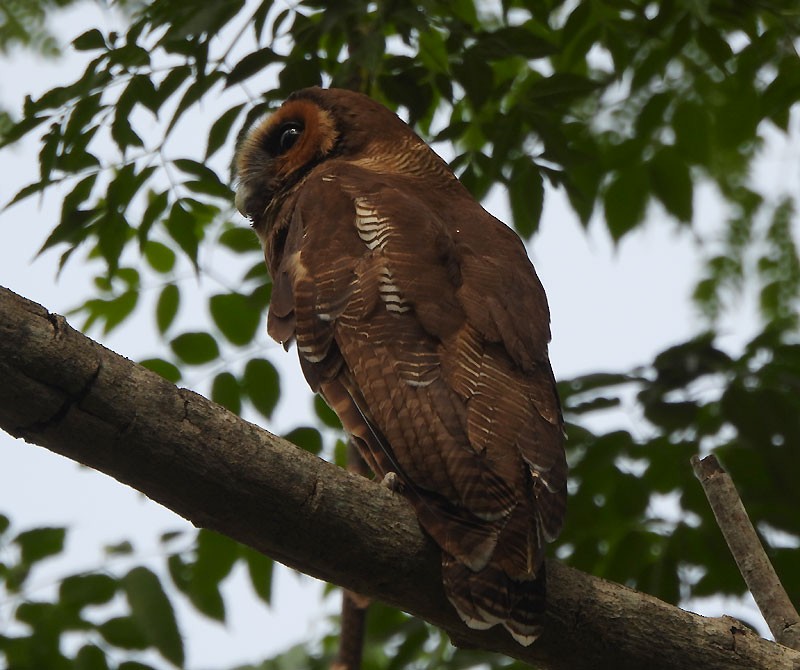 Brown Wood-Owl - ML618608816