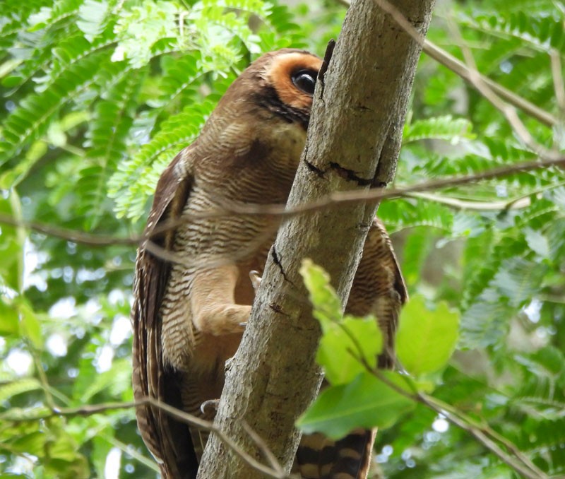 Brown Wood-Owl - ML618608817
