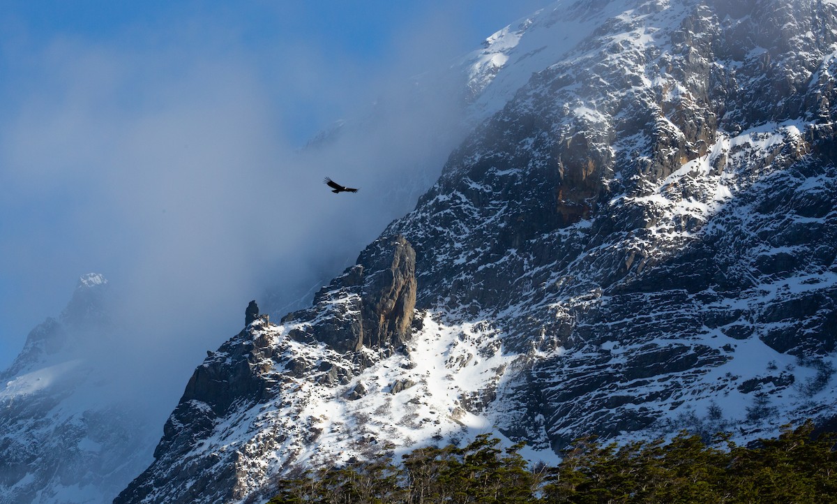 Andean Condor - ML618608838