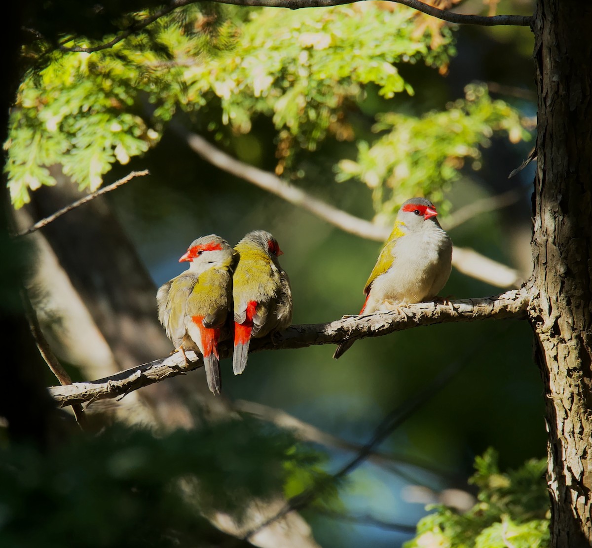 Red-browed Firetail - ML618608852