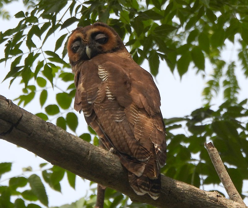 Brown Wood-Owl - ML618608863