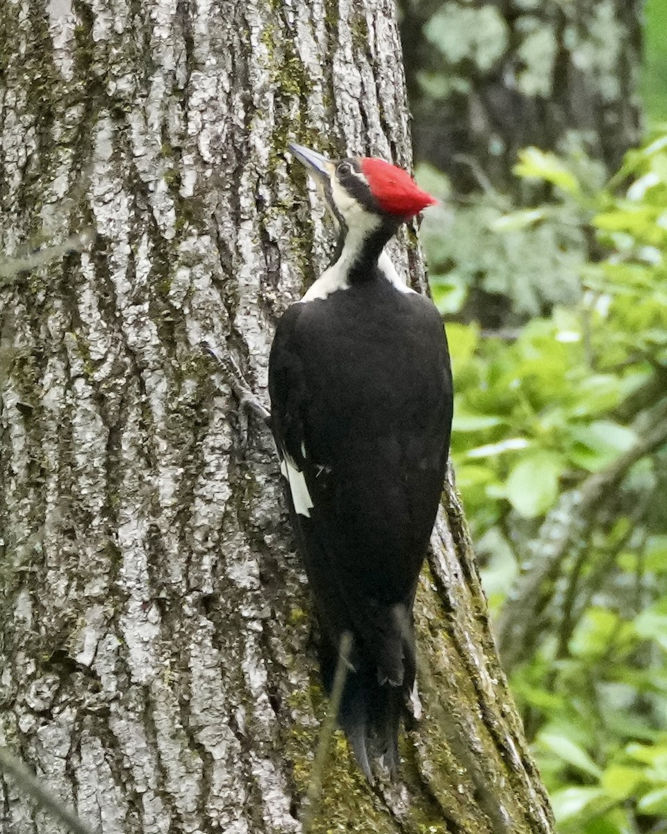 Pileated Woodpecker - ML618608908