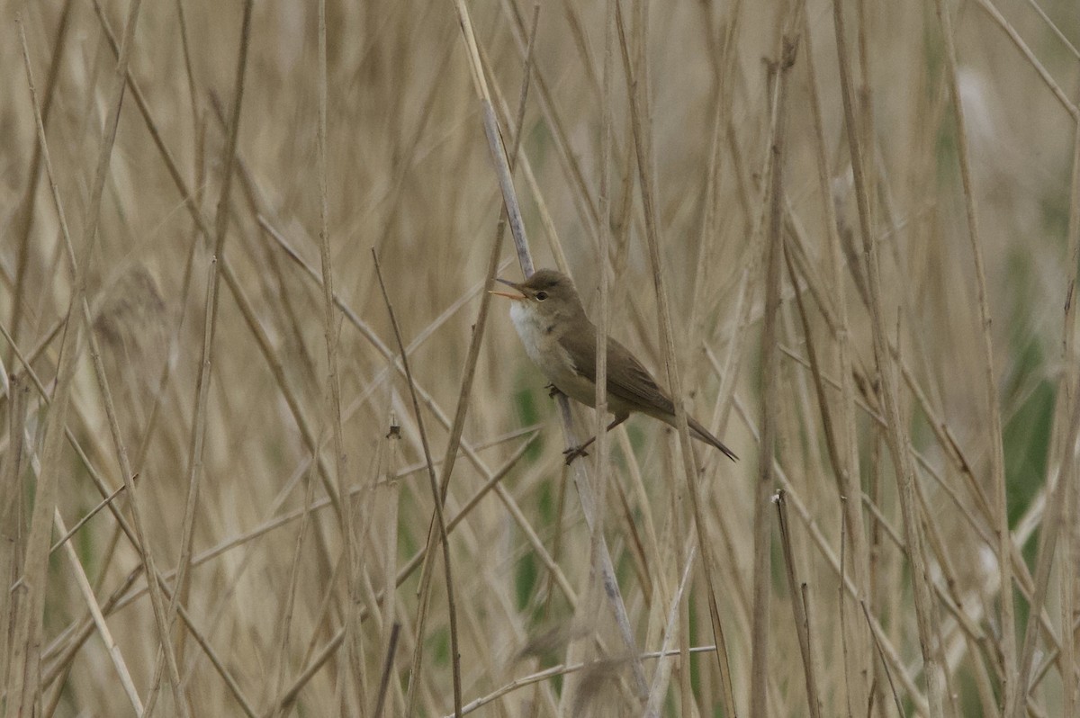 Common Reed Warbler - ML618608910