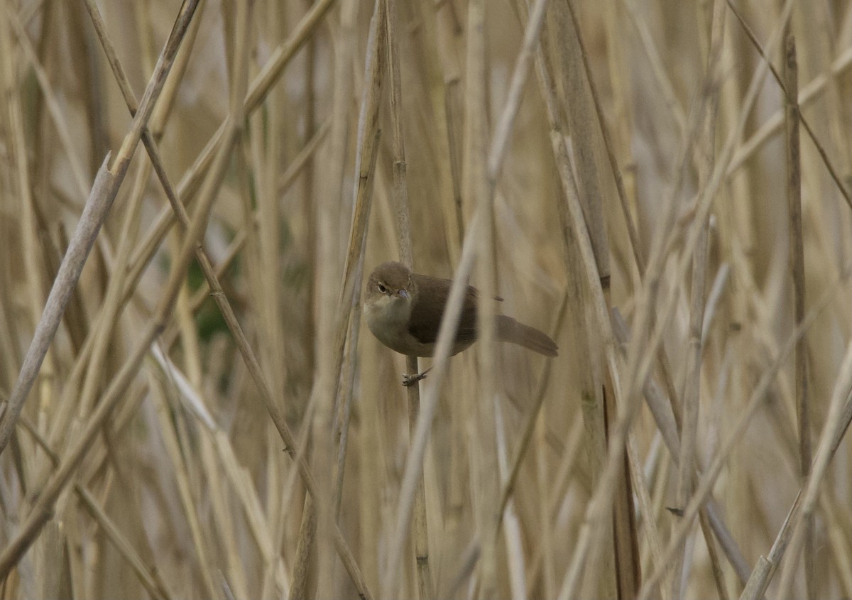 Common Reed Warbler - ML618608911