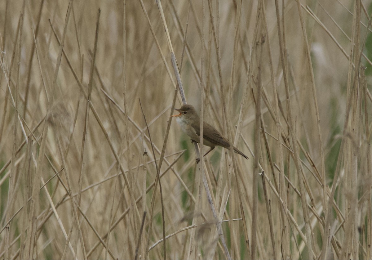 Common Reed Warbler - ML618608912