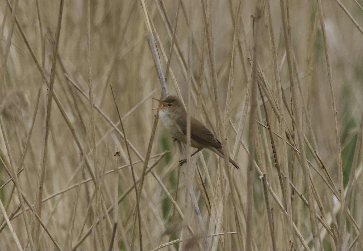 Common Reed Warbler - ML618608913