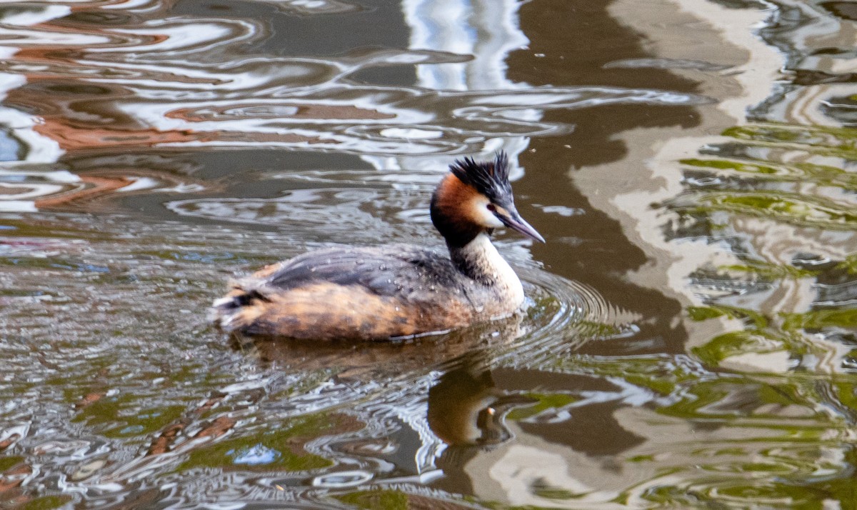 Great Crested Grebe - ML618608987