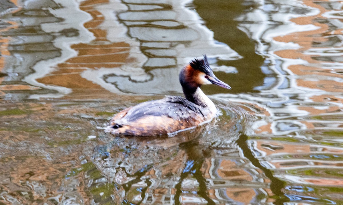 Great Crested Grebe - ML618608989