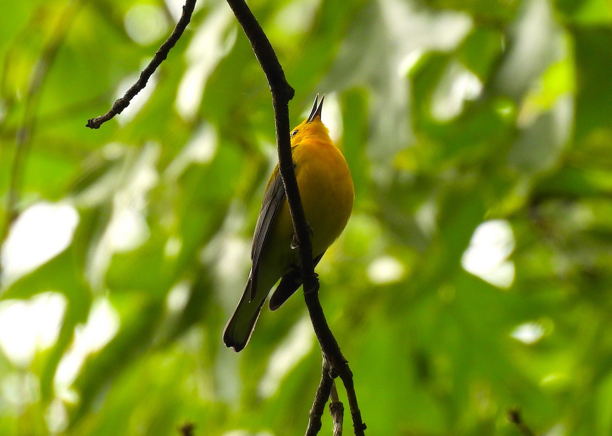 Prothonotary Warbler - ML618609102