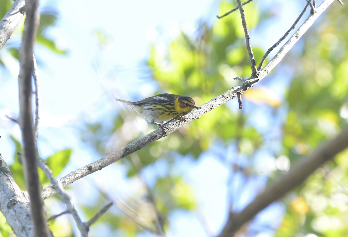 Cape May Warbler - ML618609145