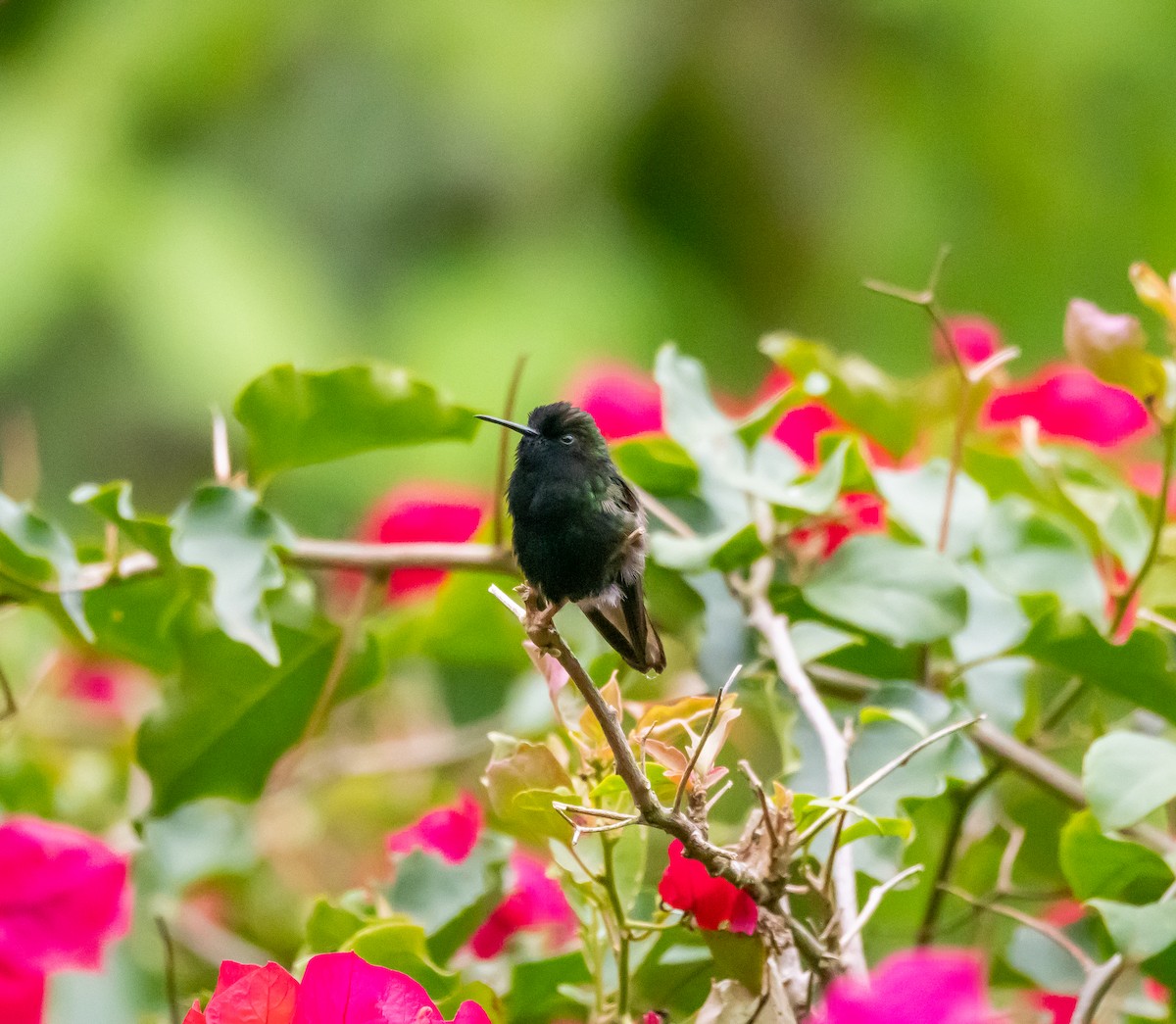 Black-bellied Hummingbird - ML618609146