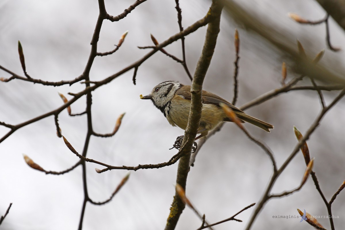 Crested Tit - ML618609148