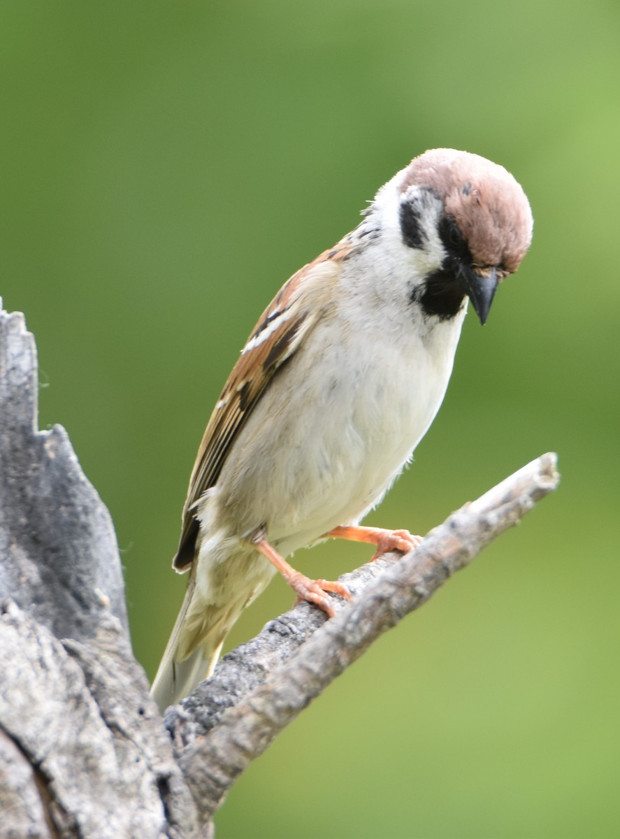 Eurasian Tree Sparrow - ML618609200