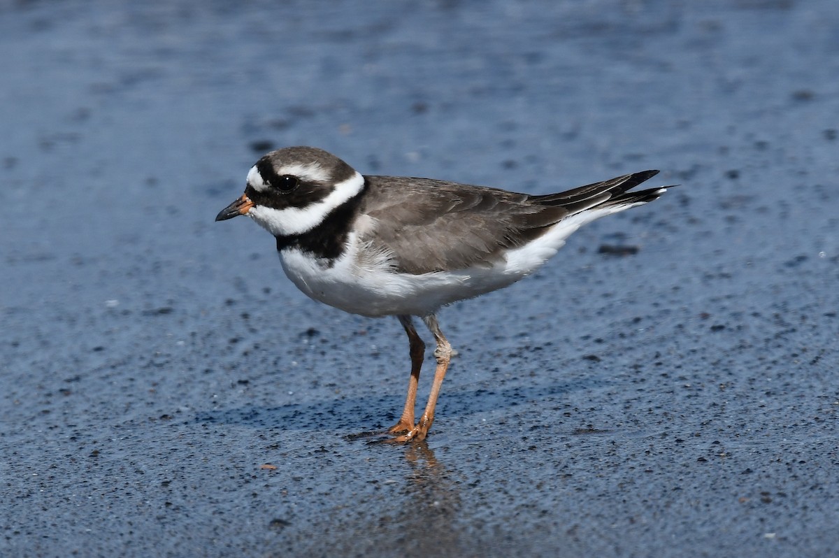 Common Ringed Plover - ML618609216