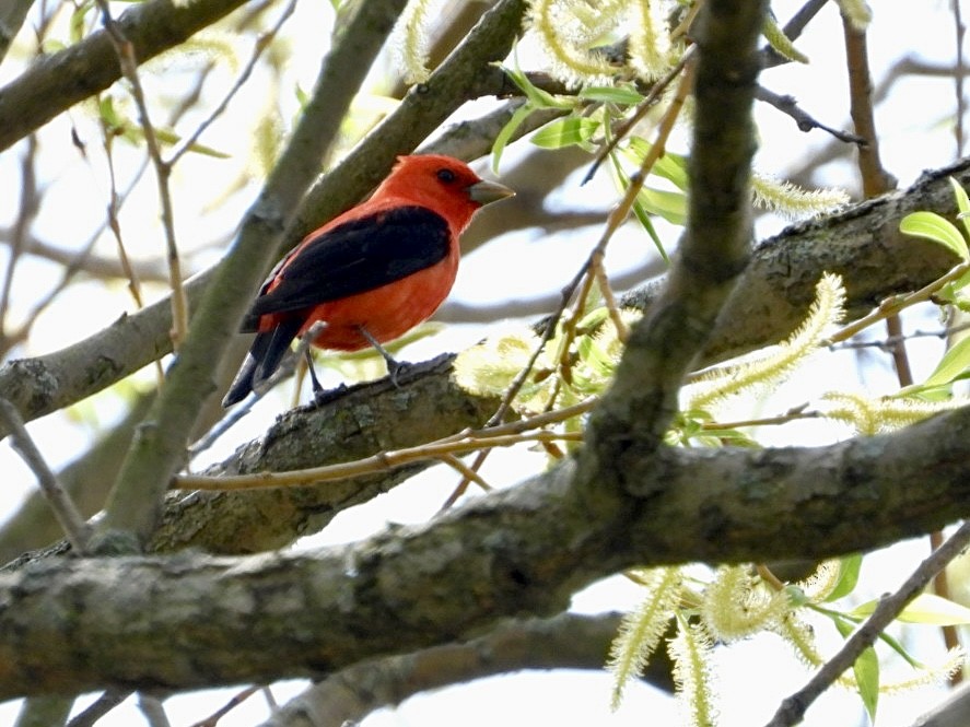 Scarlet Tanager - ML618609234