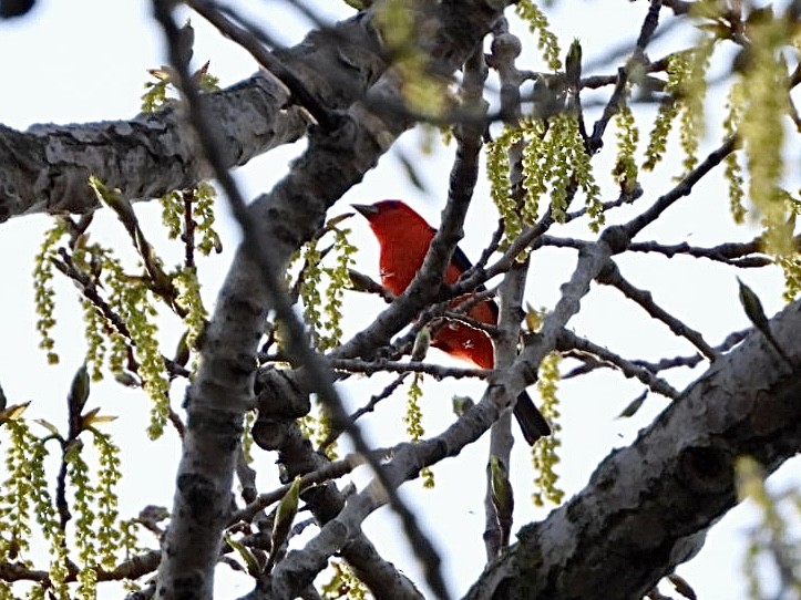 Scarlet Tanager - ML618609236
