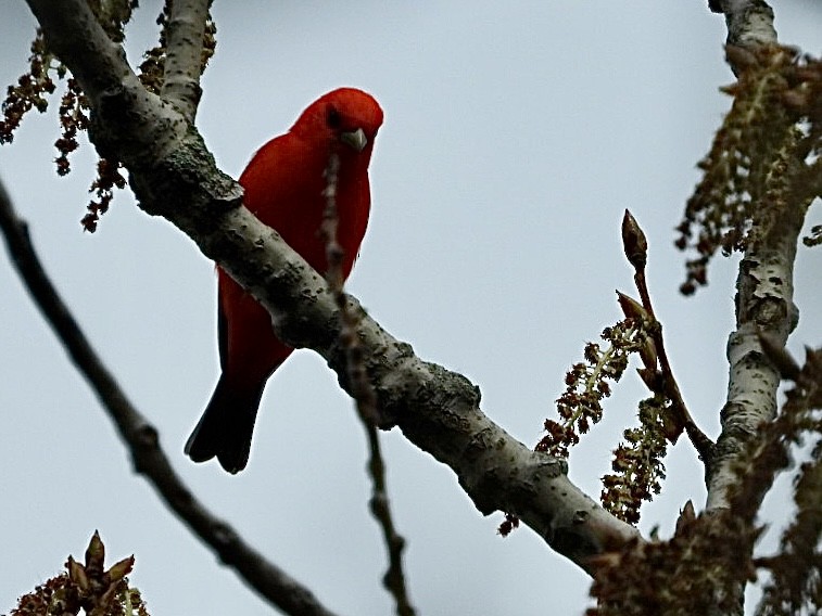 Scarlet Tanager - ML618609237